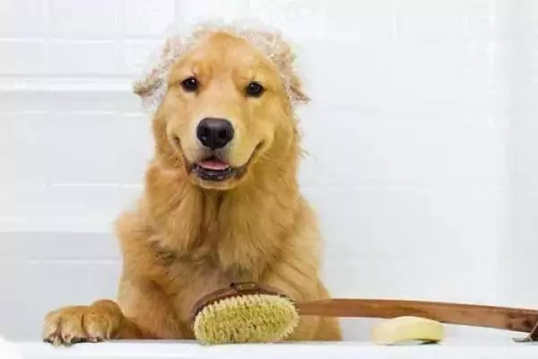 Wie man einen Hund badet