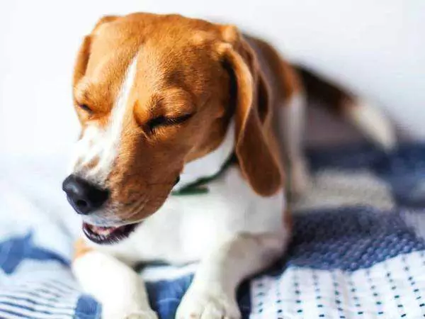 Können sich Hunde erkälten? Erkältungs- und Grippesymptome bei Hunden
