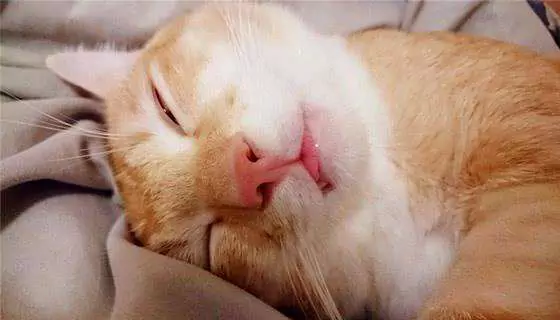 Schnarchen Katzen? Ist es normal, dass Katzen im Schlaf schnarchen?