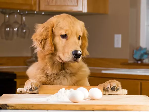 Sind Eier gut für Hunde? Was sind die Vorteile von Eiern für Hunde?