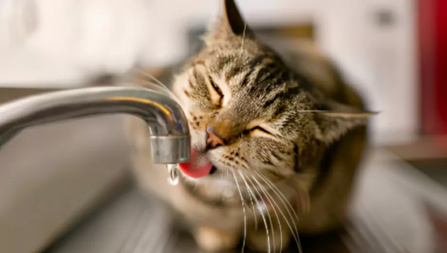 Warum mögen Katzen kein Wasser? Gründe, warum Katzen Angst vor Wasser haben