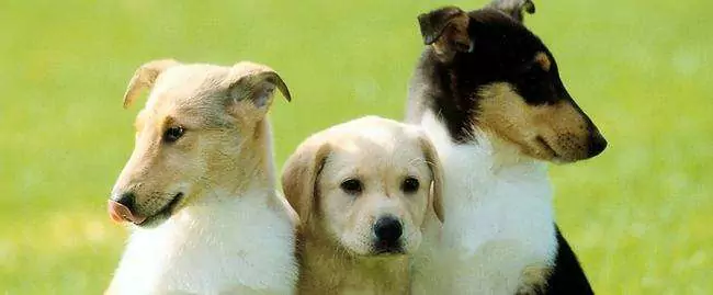 Können Hunde Kiwis essen? Die Vor- und Nachteile der Kiwi für Hunde