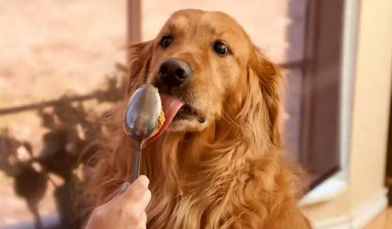 Können Hunde Erdnussbutter essen? Ist es für Hunde gesund, Erdnussbutter zu essen?