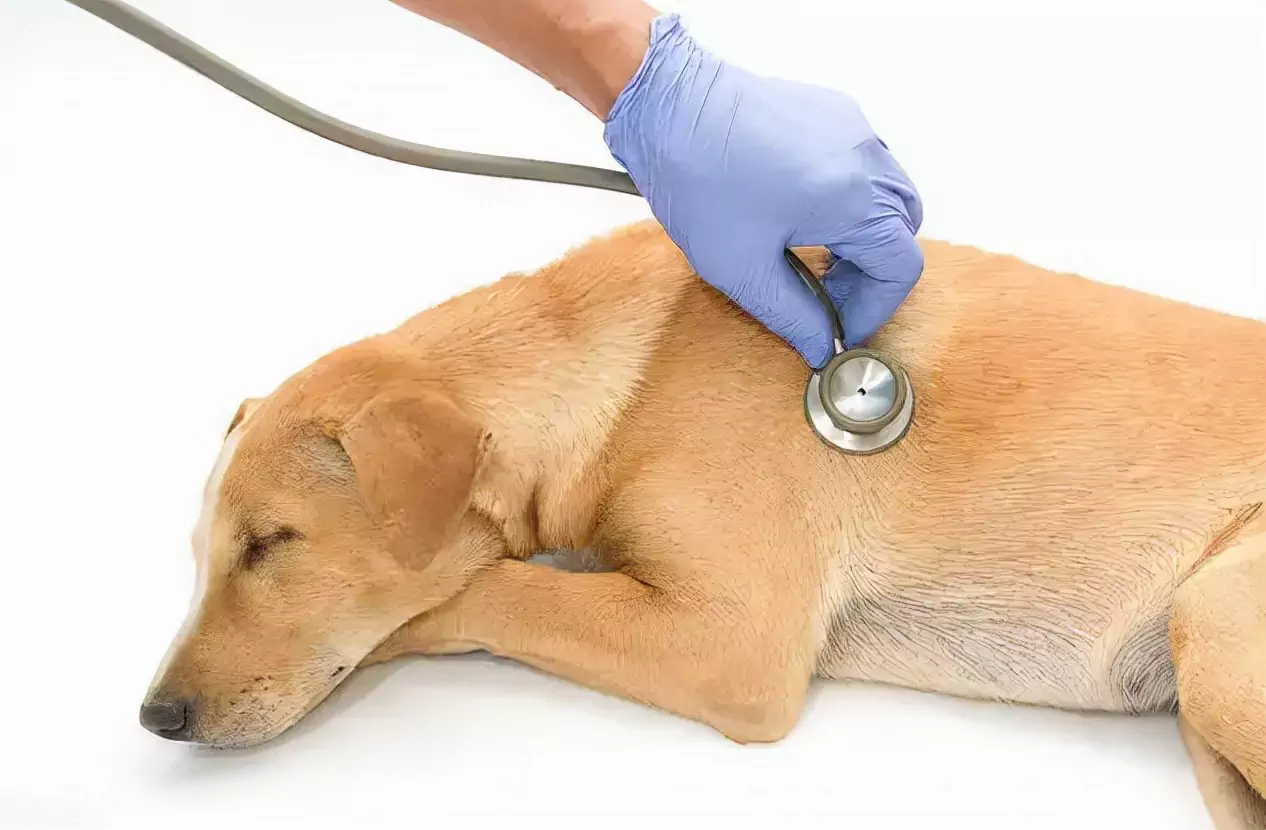Was verursacht Herzerkrankungen bei Hunden?