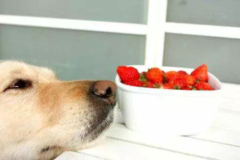 Dürfen Hunde Erdbeeren essen? Vorsichtsmaßnahmen für Hunde, die Obst fressen