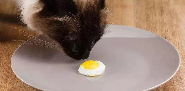 Können Katzen Eier essen? Unverträgliche Lebensmittel für Katzen