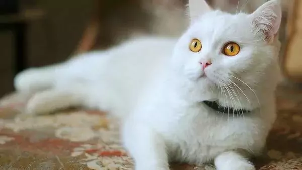 Wie wird man Flöhe auf Katzen natürlich los? Warum haben Katzen Flöhe auf ihrem Körper?