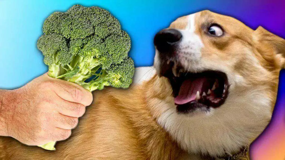 Können Hunde Brokkoli essen? Vorteile von Brokkoli für Hunde