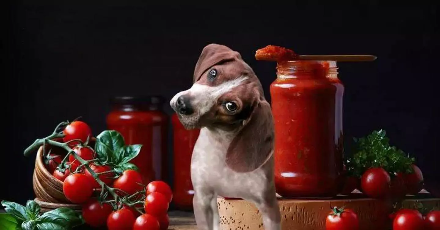 Können Hunde Tomaten essen? Was sind die Vorteile von Tomaten für Hunde?
