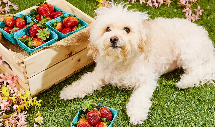 Welche Früchte sind für Hunde geeignet?