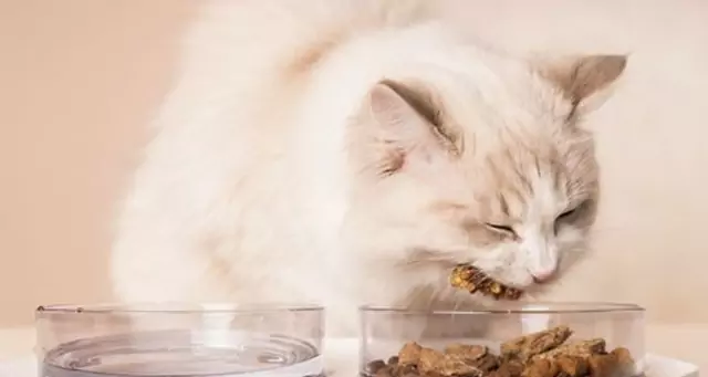 Können Katzen Putenfleisch essen? Was sind die Vorteile von Putenfleisch für Katzen?