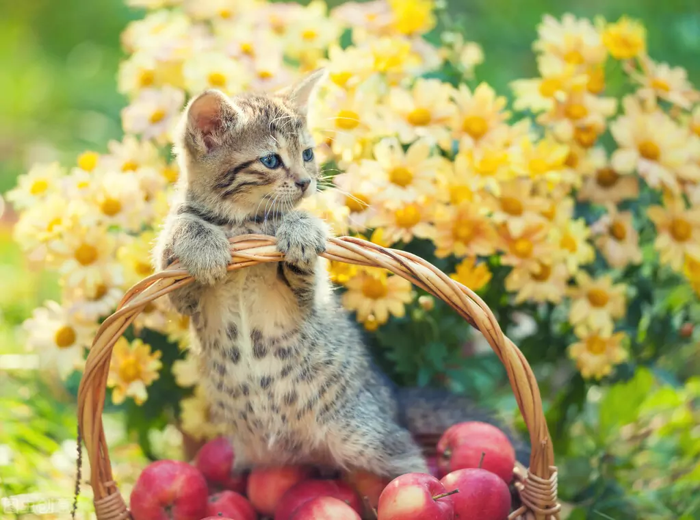 Können Katzen Äpfel essen? Vorteile von Äpfeln für Katzen