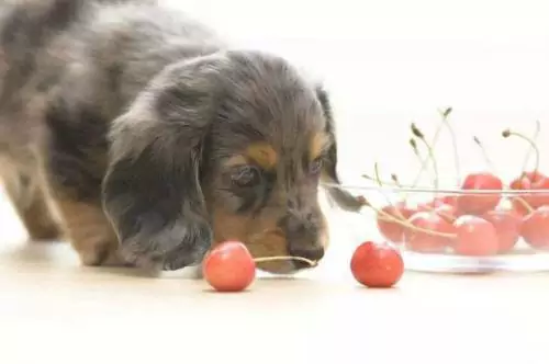 Können Hunde Kirschen essen? Welche schlechten Auswirkungen haben Kirschen auf Hunde?