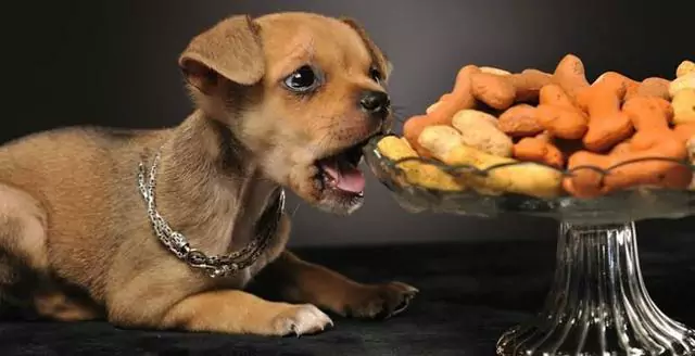 Können Hunde Nüsse essen? Sind Nüsse und Samen schlecht für Hunde?