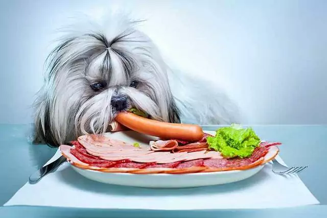 Können Hunde rohen Speck essen? Ist Speck schlecht für Hunde?