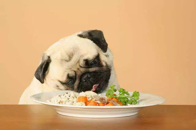 Können Hunde Reis essen? Dürfen Hunde regelmäßig Reis fressen?