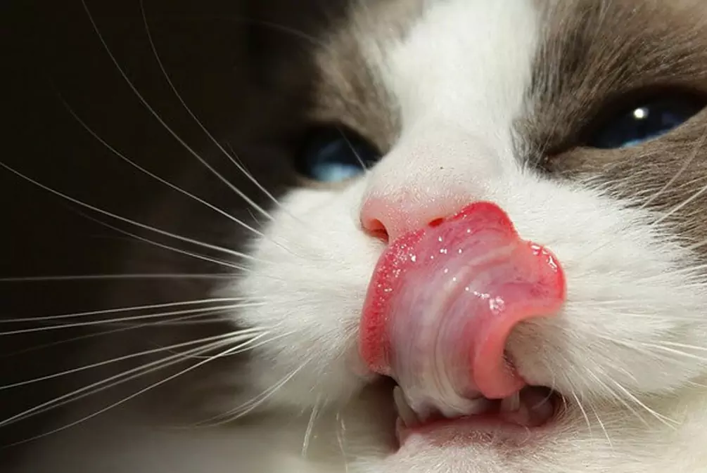 Warum ist die Zunge der Katze rau?