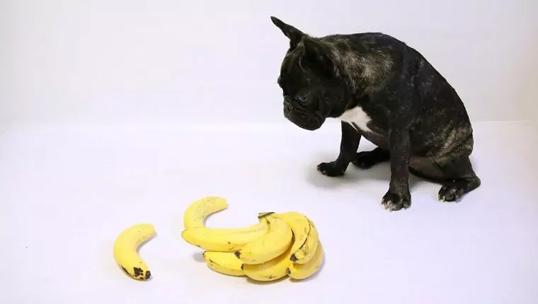 Sind Bananen gut für Hunde? Warum können Hunde Bananen essen?