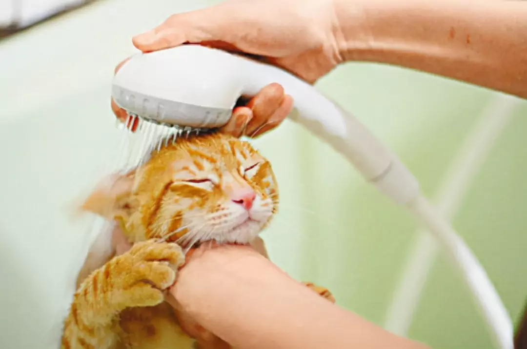 Wie reinige ich die Ohren meiner Katze? Was ist zu tun, wenn eine junge Katze Ohrenschmalz hat?