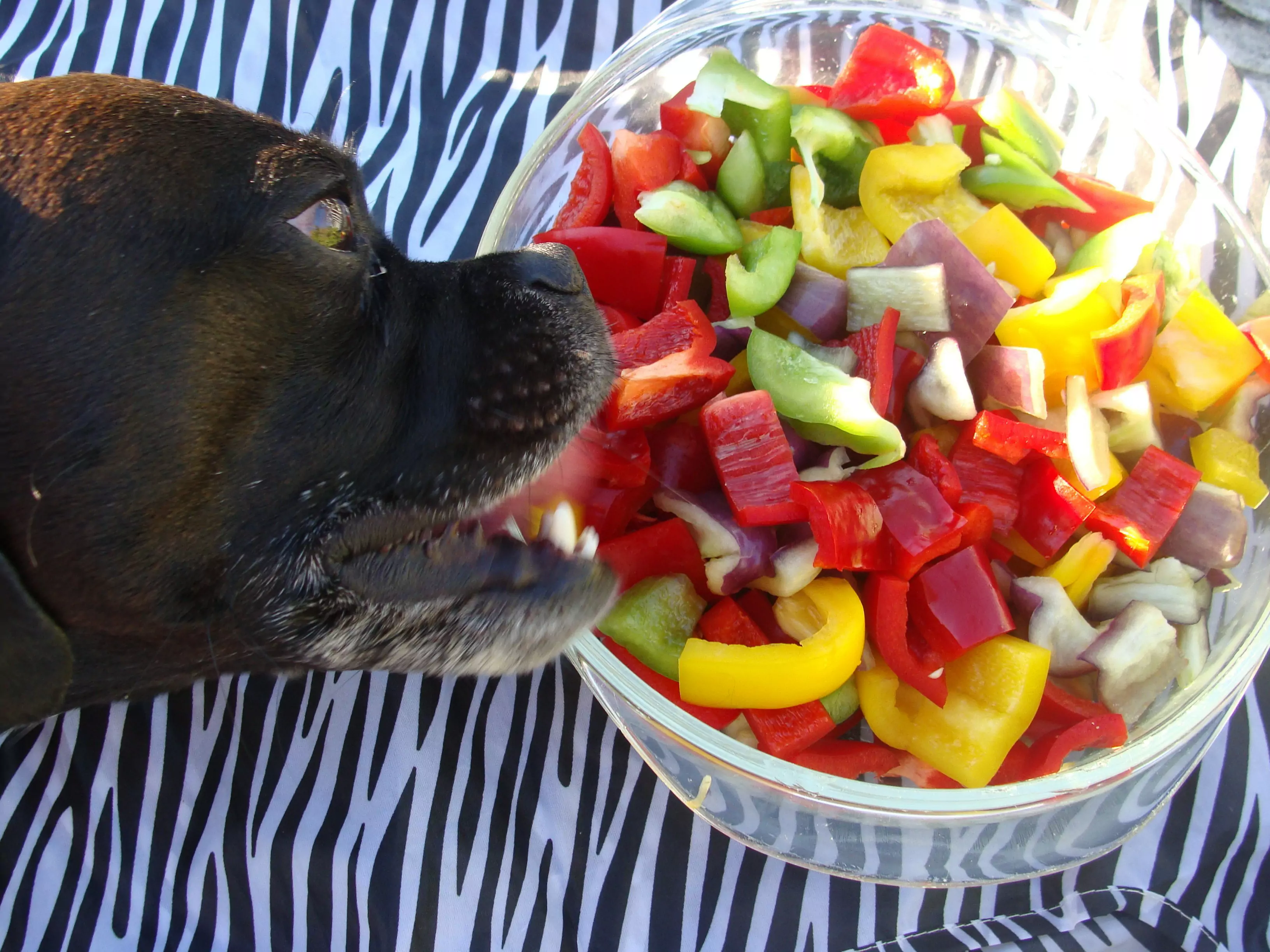 Können Hunde Chilischoten essen?
