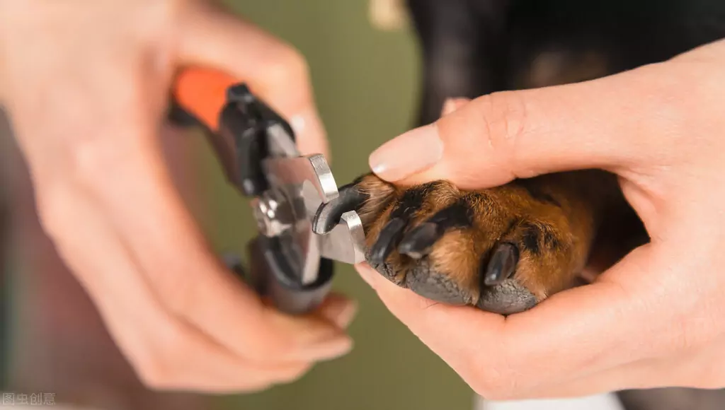 Wie schneidet man Hundekrallen? Welche Gefahren bergen zu lange Zehennägel bei Hunden?
