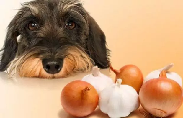 Können Hunde Knoblauch essen？Wie bereitet man Knoblauch für seinen Hund zu？