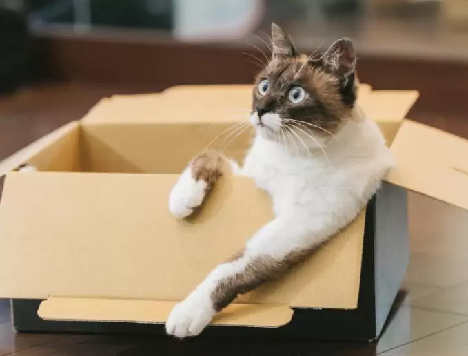 Warum verschütten Katzen Dinge? Halten Sie Katzen von Gegenständen fern