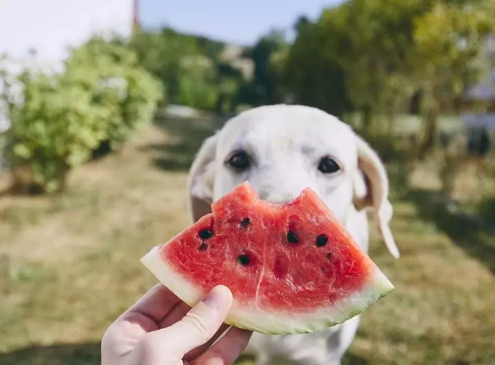 Ist Wassermelone gut für Hunde? Was sind die Vorteile der Wassermelone für Hunde?