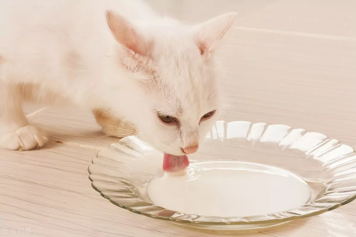 Welche menschlichen Lebensmittel können Katzen essen? Welches Futter ist gut für Katzen?