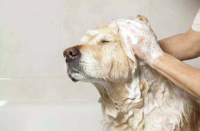 Wie oft sollte ich meinen Hund waschen? Wenn man einen Welpen hat, sollte man ihn zu Hause baden