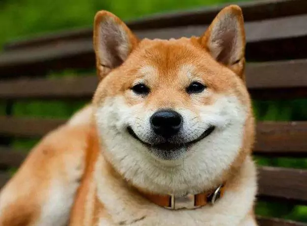 Können Hunde lächeln?
