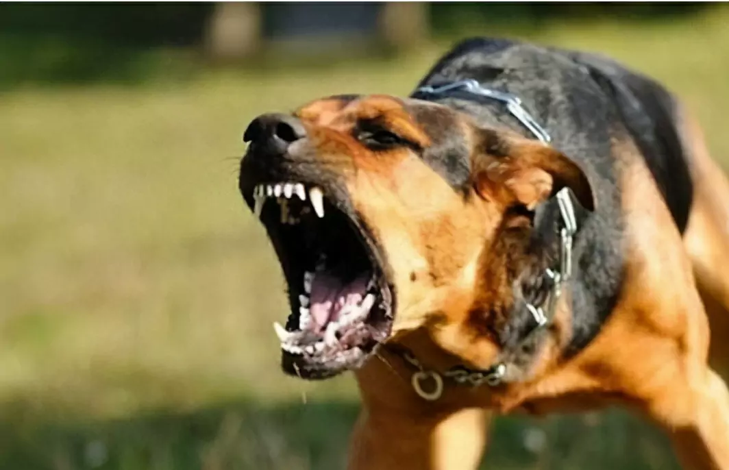 Wie kann man Hundebisse verhindern? Wie trainiert man seinen Hund, damit er nicht mehr beißt?