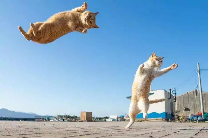 Wie hoch können Katzen springen? Wie weit können Katzen springen?