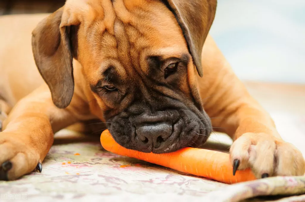 Sind Karotten gut für Hunde? Wie hoch ist der Nährwert von Karotten?