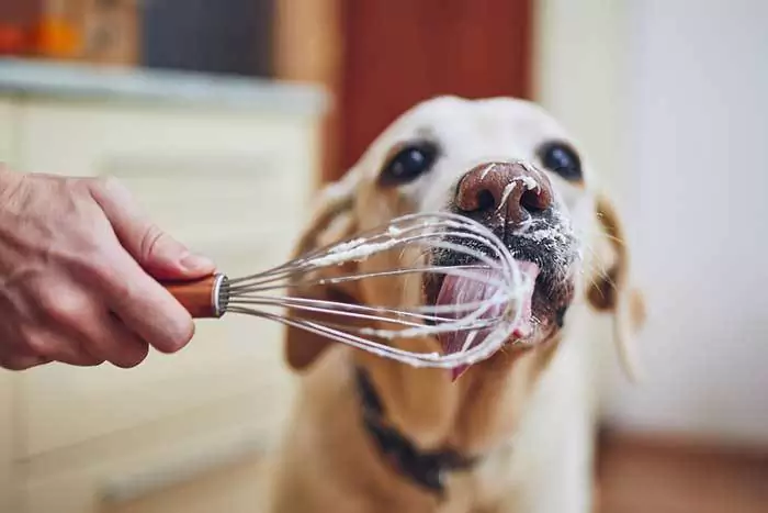 Können Hunde Sahne essen? Ist Sahne schlecht für Hunde?