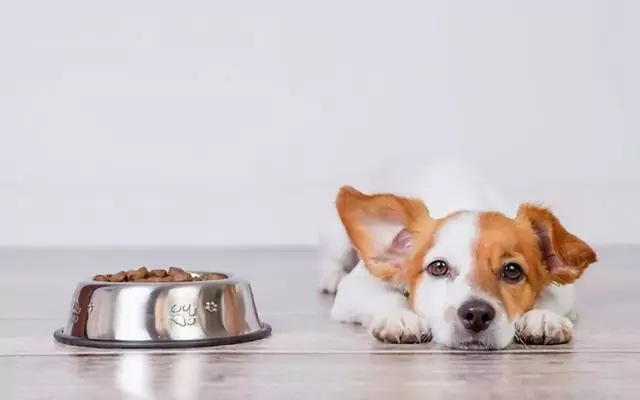Wie füttert man einen Hund mit Durchfall? Ursachen von Durchfall bei Hunden