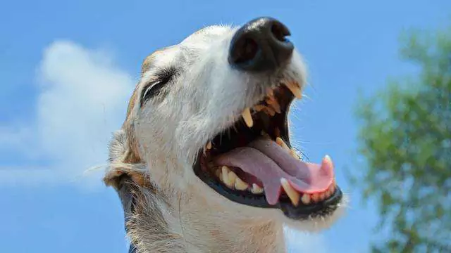 Warum niesen Hunde, wenn sie spielen? Gründe für das Niesen von Hunden