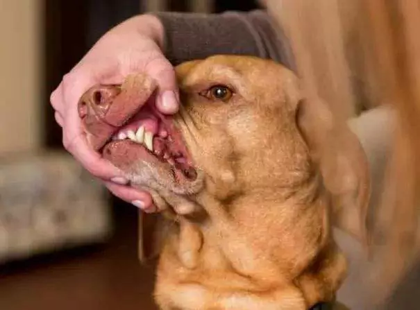 Ist der Mund eines Hundes sauberer als der eines Menschen? Das Maul von Hunden muss regelmäßig gereinigt werden