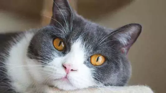 Warum niesen Katzen? Was sind die Gründe, warum Katzen niesen?