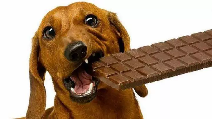 Können Hunde Schokolade essen? Was sind die Symptome einer Schokoladenvergiftung bei Hunden?