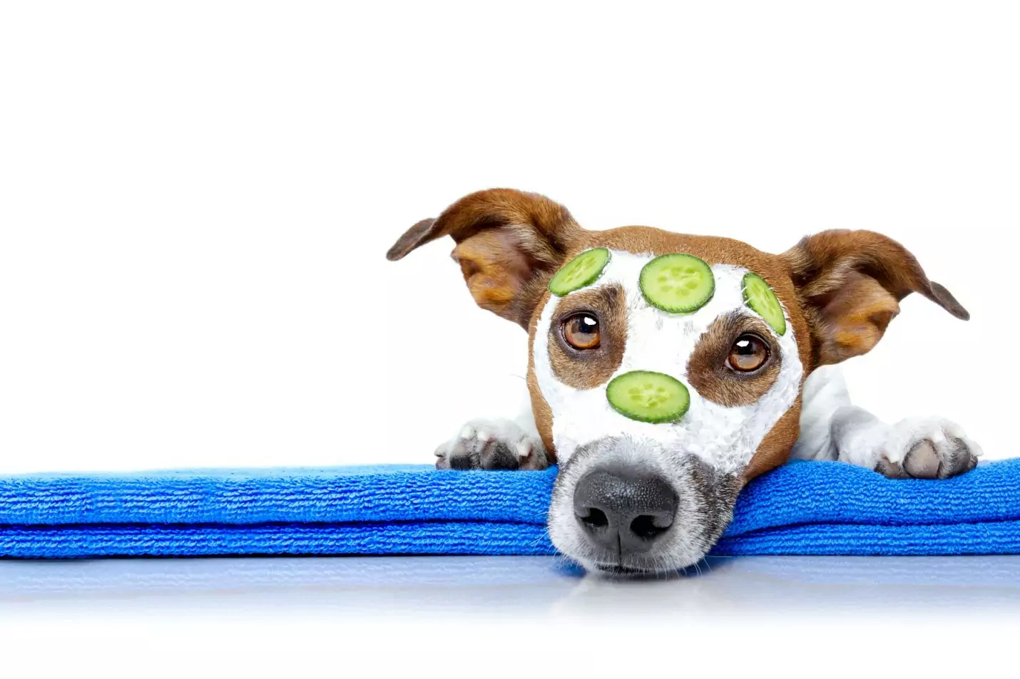 Können Hunde Gurken essen? Was sind die Vorteile von Gurken für Hunde?