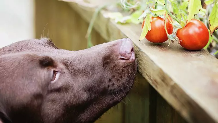 Können Hunde Tomaten essen? Vorteile und Nachteile von Tomaten für Hunde
