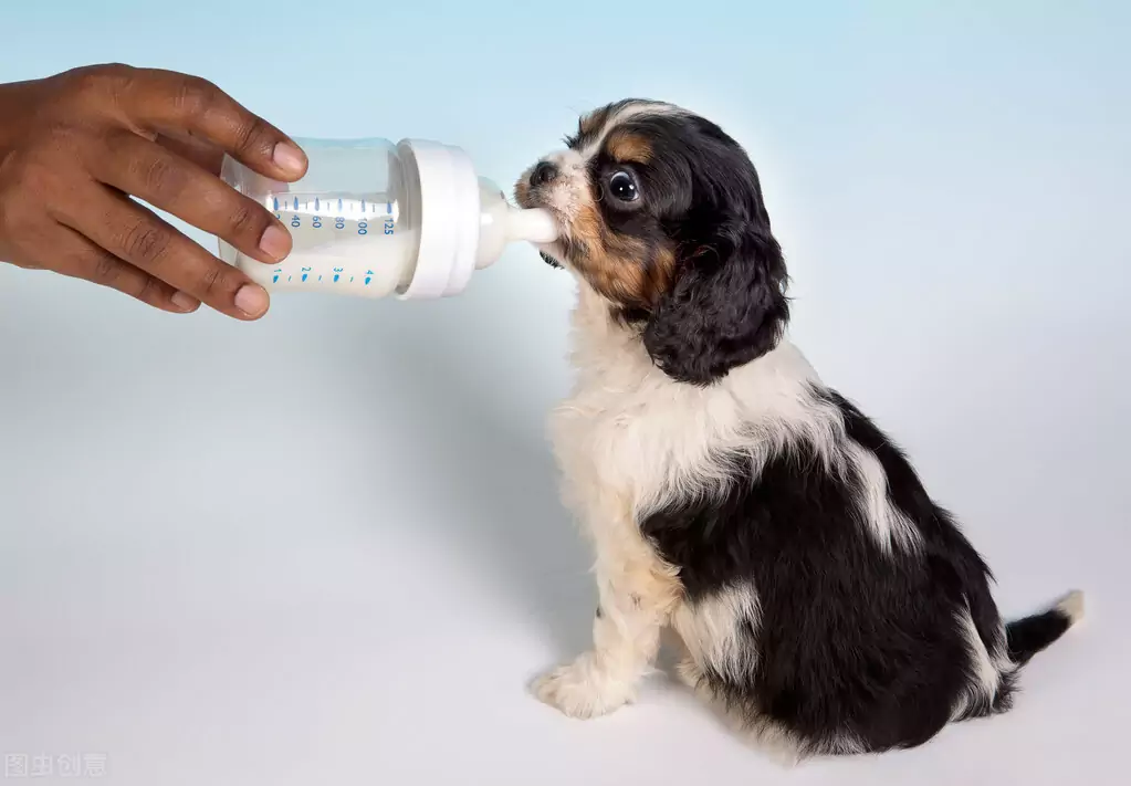 Können Hunde Milch trinken? Welche Milch können Besitzer anstelle von Kuhmilch verwenden?
