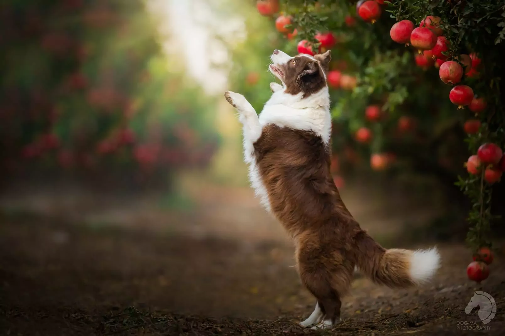 Können Hunde Granatäpfel essen?