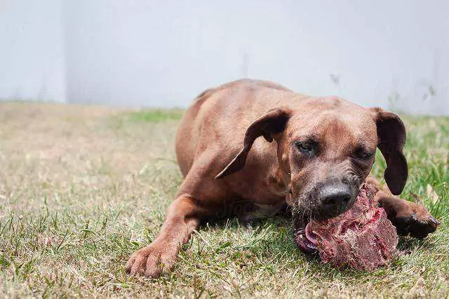 Können Hunde rohes Fleisch essen? Können Hunde, die rohes Fleisch fressen, aggressiv werden?