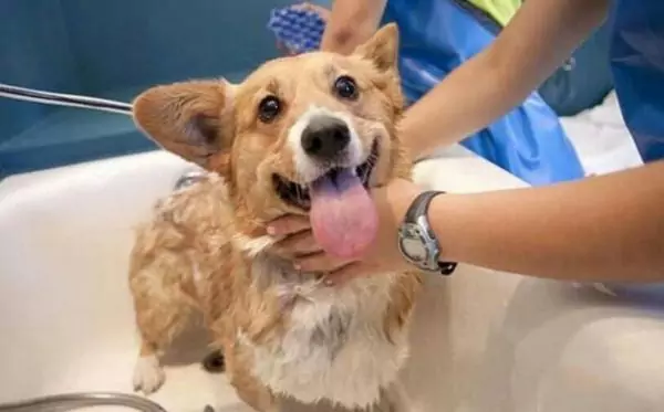 Können Hunde ein Bad nehmen?